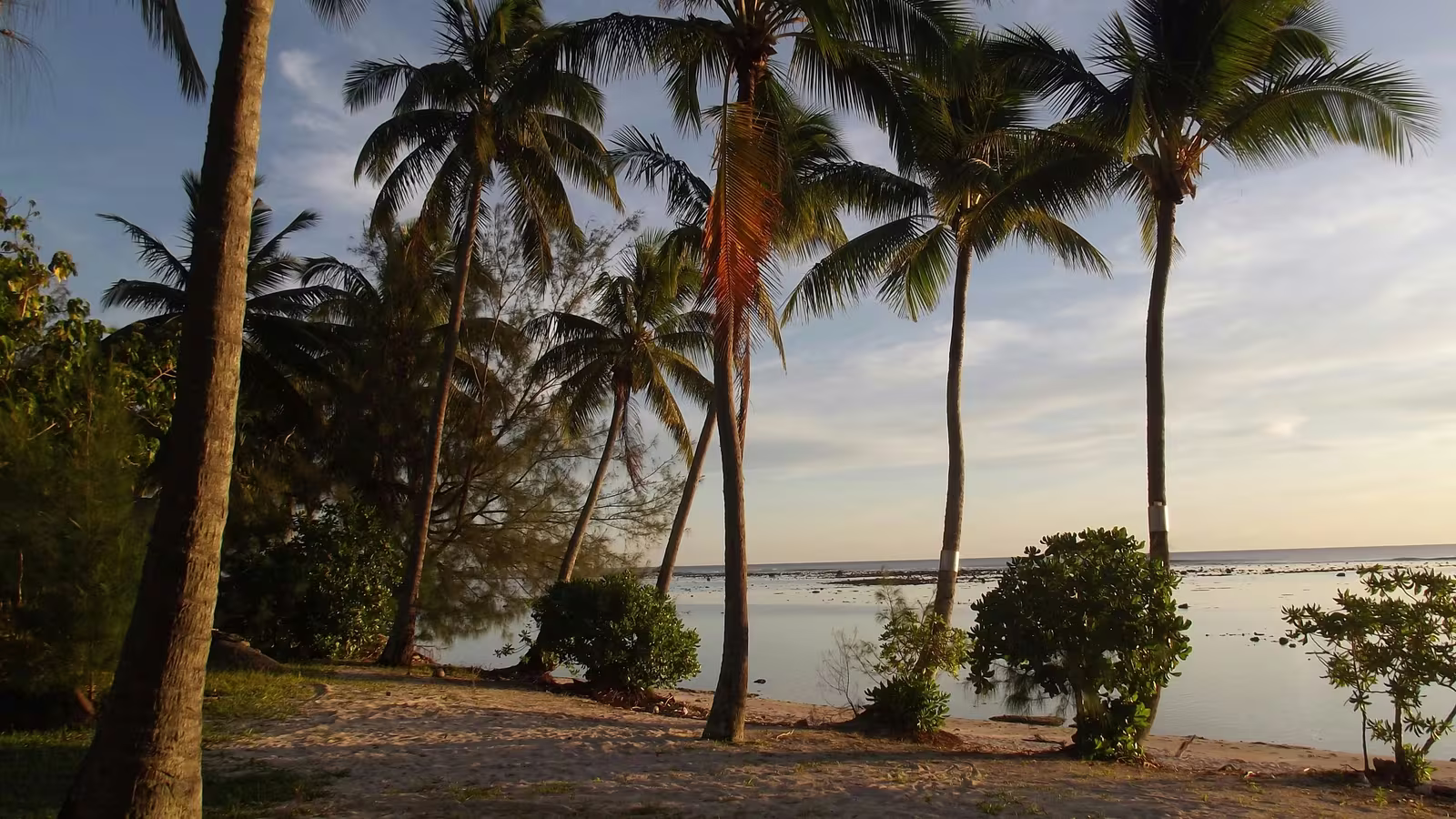 Palm trees framing a calm Rarotonga shoreline at sunset, Cook Islands
